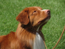 Charger l'image dans la galerie, Shampoing naturel pour chien et chat RED SECRET