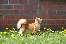 Charger l'image dans la galerie, Shampoing naturel pour chien et chat RED SECRET