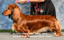 Charger l'image dans la galerie, Shampoing naturel pour chien et chat RED SECRET